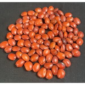 Lot of 100 New Large Dark Red Huayruros from Peru 1.5 centimeter x 1 centimeter